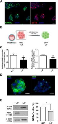 Impairment of adenosine signaling disrupts early embryo development: unveiling the underlying mechanisms